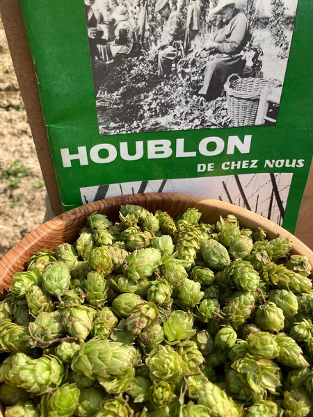 En Hauts-de-France, le houblon bio sert la bière
